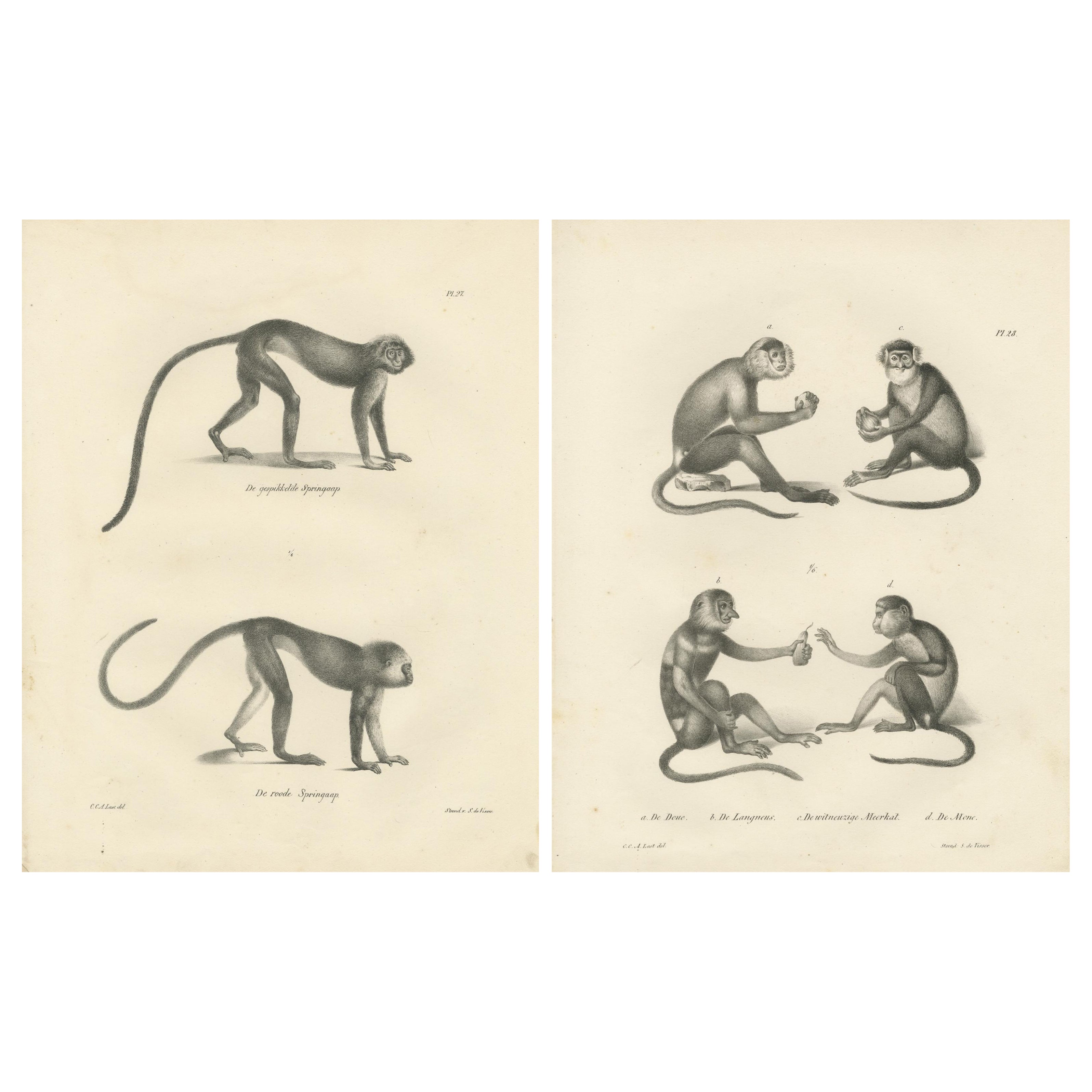 Spring Monkeys and Other Species, Lithographs by Last, 1836, Zoological Studies