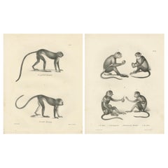 Spring Monkeys and Other Species, Lithographien von Last, 1836, Zoologische Studien