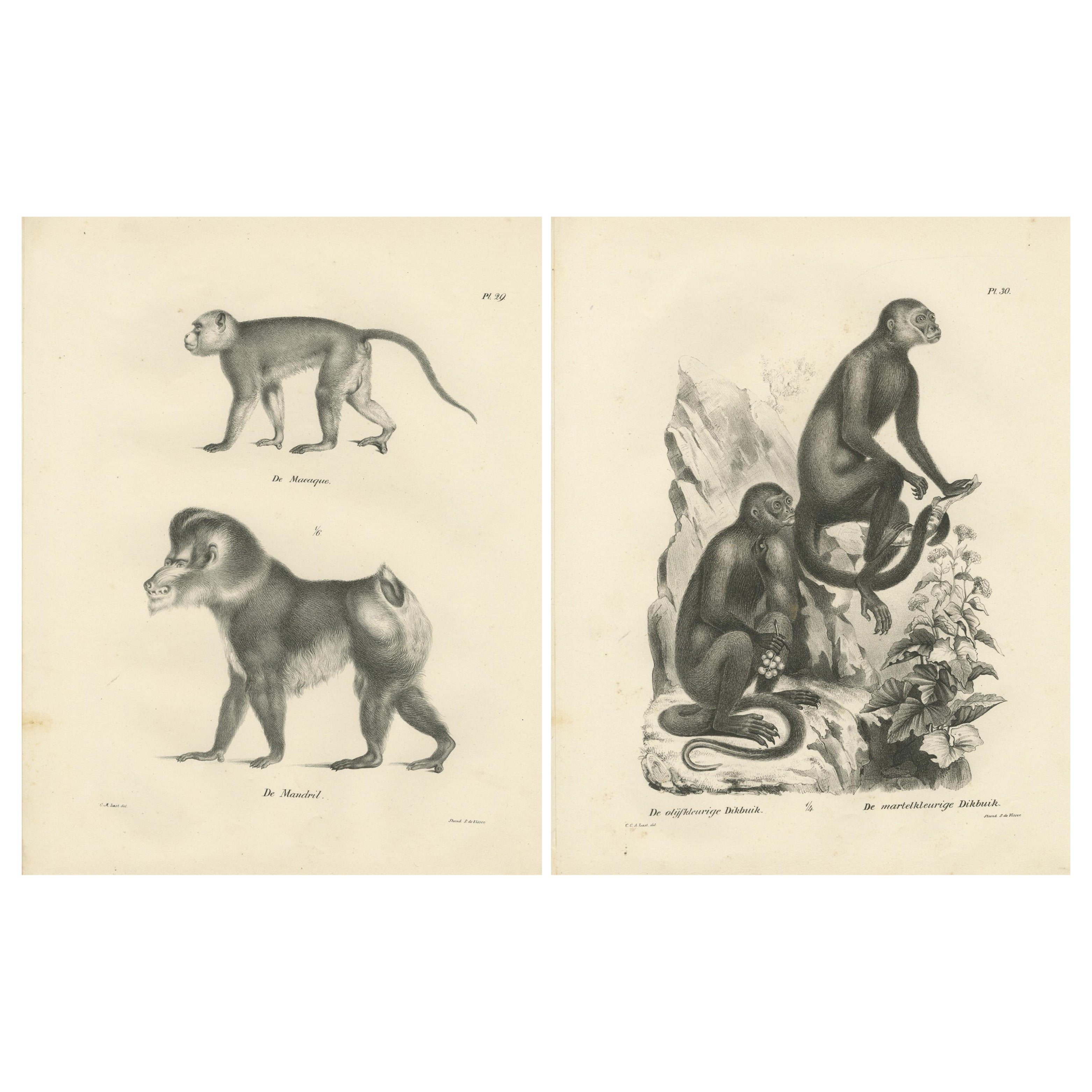 Macaco, Mandrillo e Scimmie Dikbuik, litografie di C.C. Ultimo, 1836