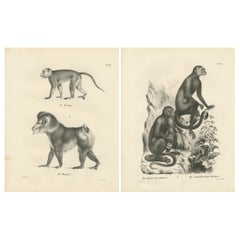 Macaque-, Mandrill- und Dikbuik-Affen, Lithografien von C.C. Last, 1836