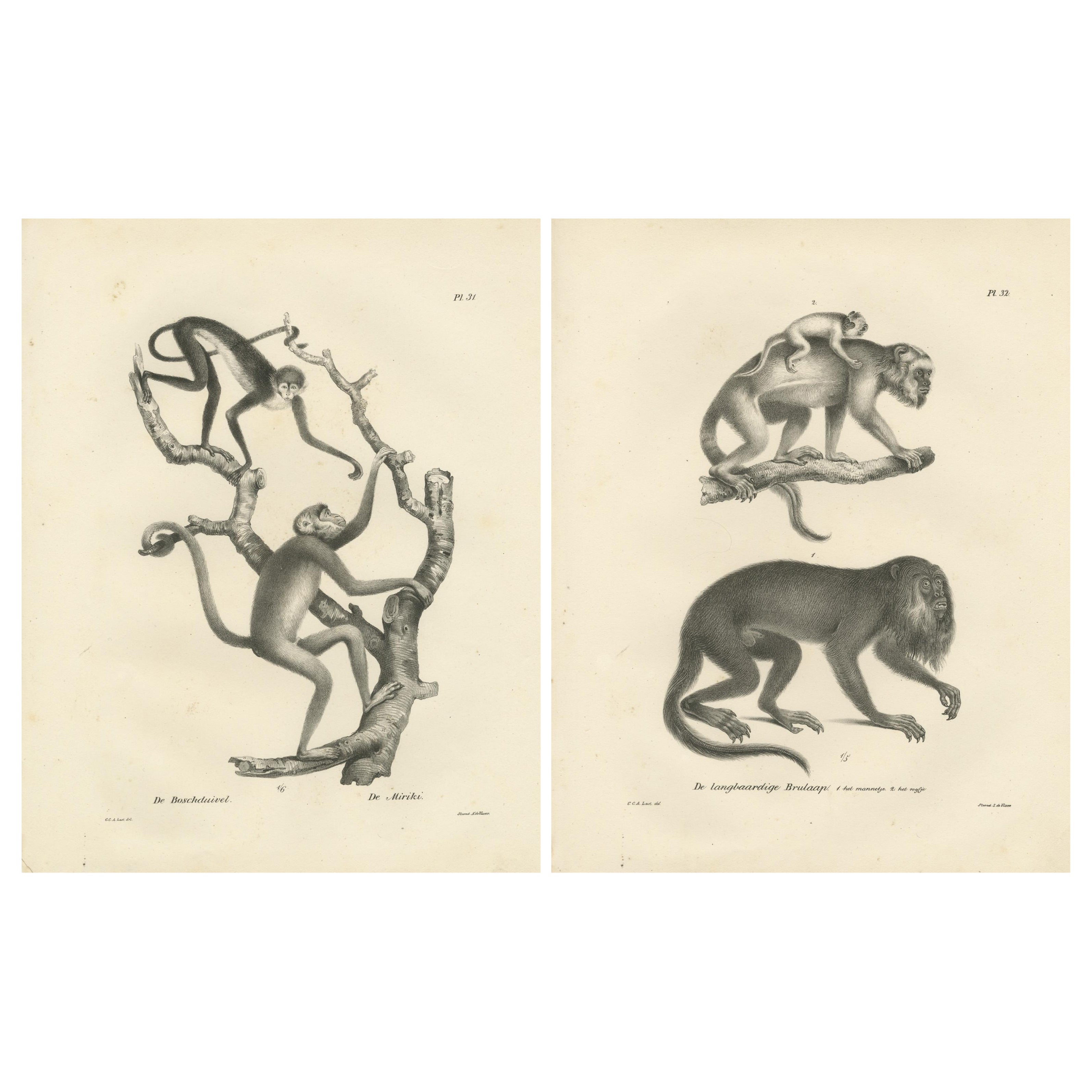 Forest Devil, Miriki & Long-bearded Howler Monkeys, Lithographs by C. Last, 1836 For Sale