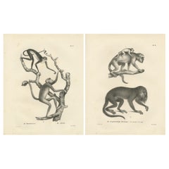 Forest Devil, Miriki und langärmlige Howler-Affen, Lithografien von C. Last, 1836