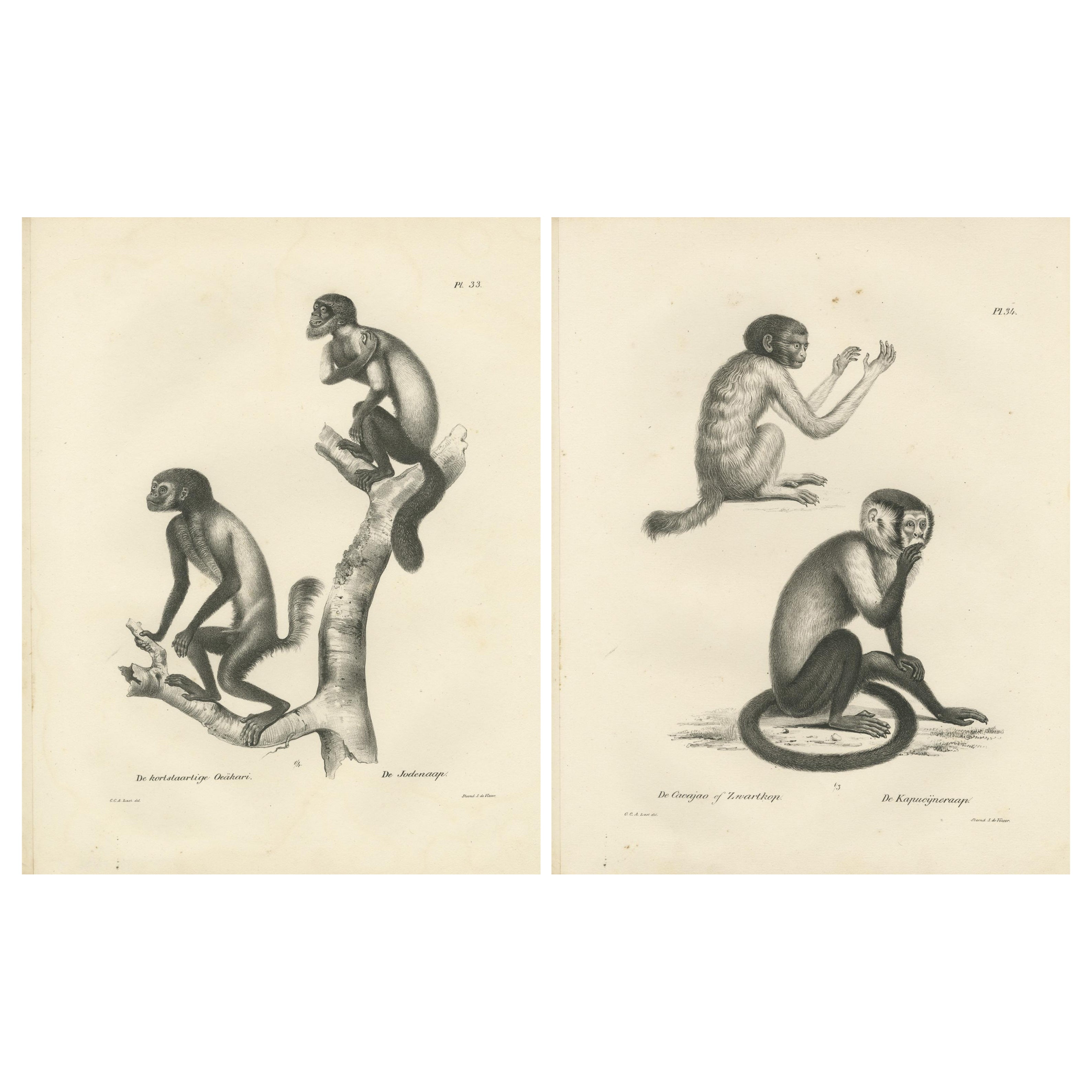 Oeakari, Sodenaap, Cacajao e Scimmie Cappuccine, litografie di C.C. Ultimo, 1836