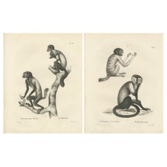 Oeakari, Sodenaap, Cacajao und Capuchin-Affen, Lithografien von C.C. Last, 1836