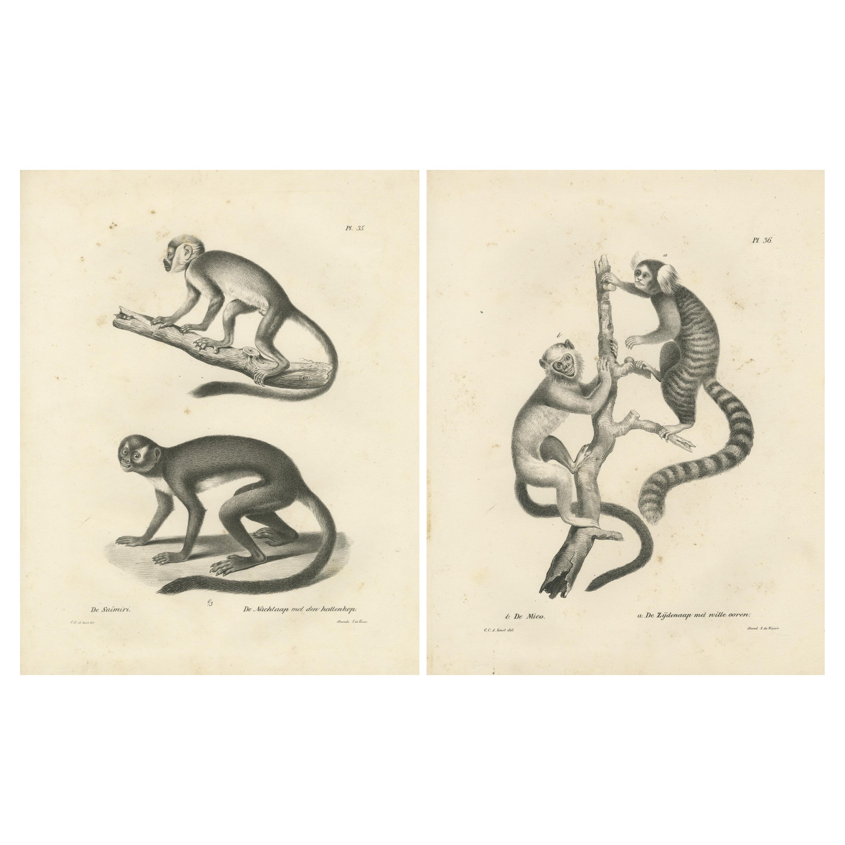 Saimiri, Night Monkey, Mico e Silky Monkey, litografie di A.I.C. Ultimo, 1836