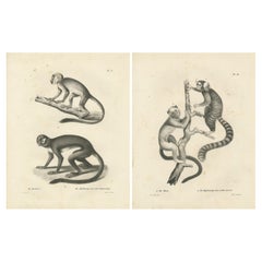 Saimiri, Nachtaffen, Mico und Seidenaffen, Lithografien von C.C. Last, 1836