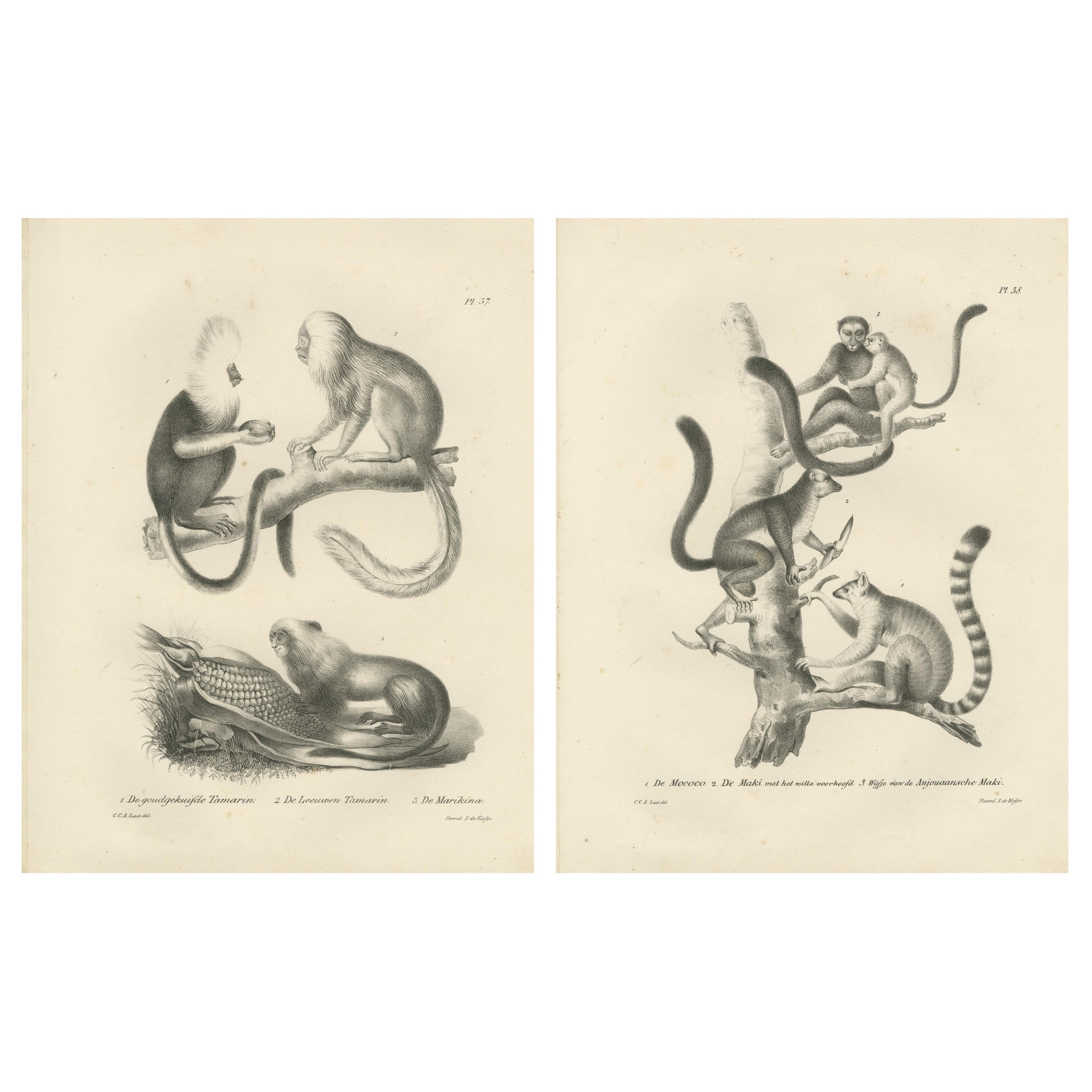 Specie di tamarro, leone e lemure dal ciuffo d'oro, litografie di C.C. Ultimo, 1836