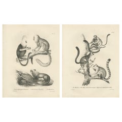 Golden geformte, Löwen-Tamarin- und Mur-Exemplare, Lithographien von C.C. Last, 1836