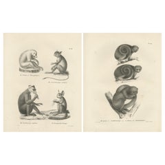 Sloth, Galago und Lemur Species, Lithographien von C. Last, 1836, Naturgeschichte