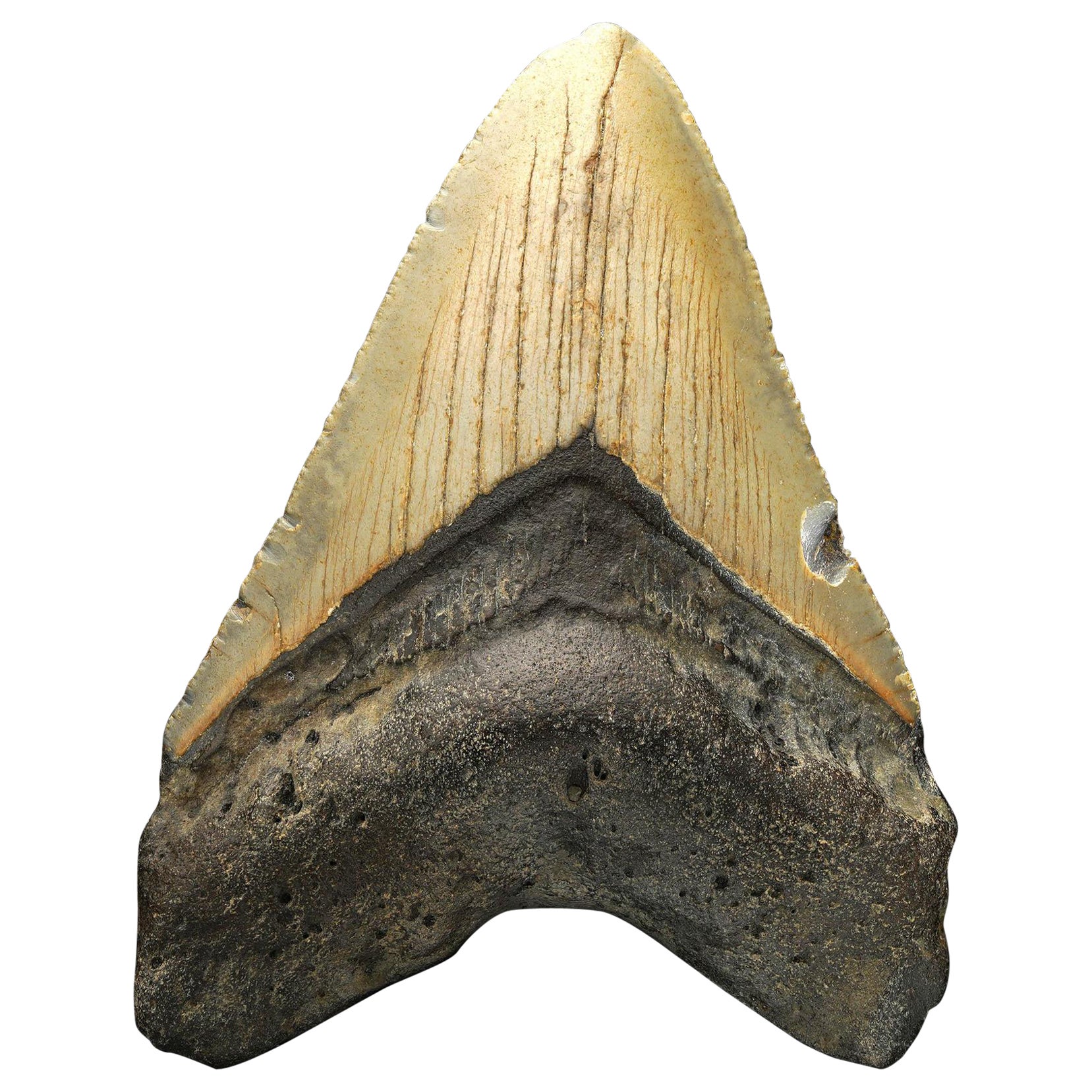 Dent de mégalodon // 3.75″ de haut