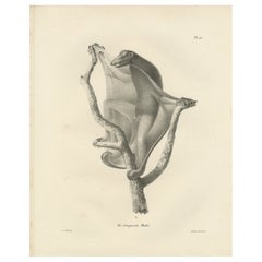 Lithographie „The Flying Lemur (Colugo)“ von C.C. Last, 1836
