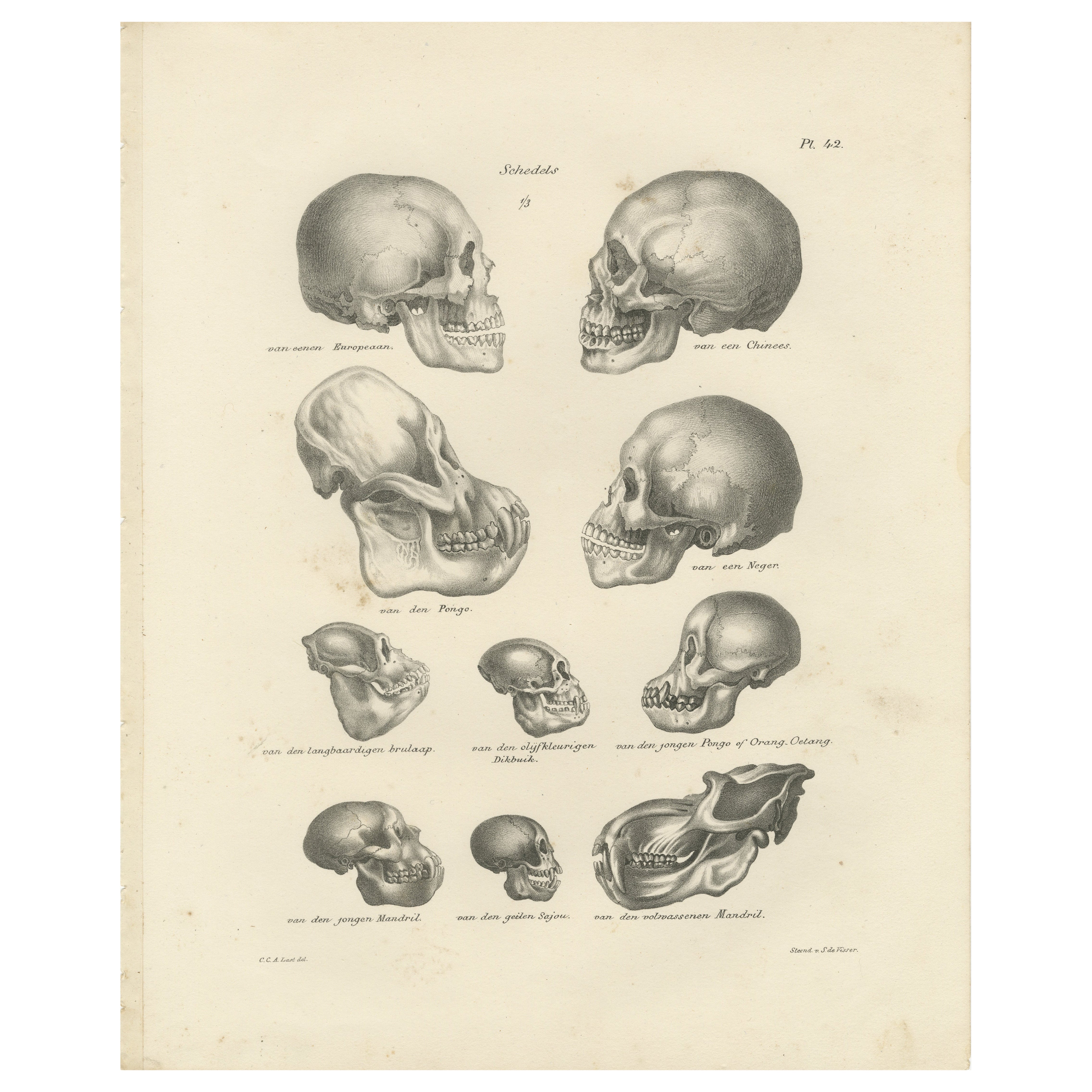 Confronto tra crani umani e di primati, litografia di C.C. Ultimo, 1836
