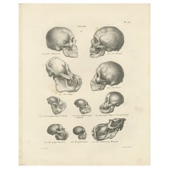 Antique Comparison of Human and Primate Skulls, Lithograph by C.C. Last, 1836