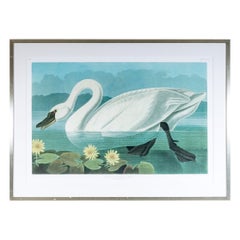 Dopo J.J. Audubon, ristampa fotografica litografica di grande formato - Cigno americano comune