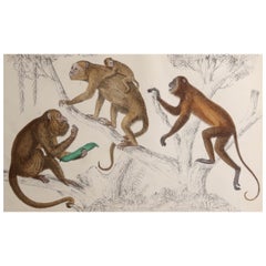 Original Antique Print of Monkeys, 1847 'Unframed'