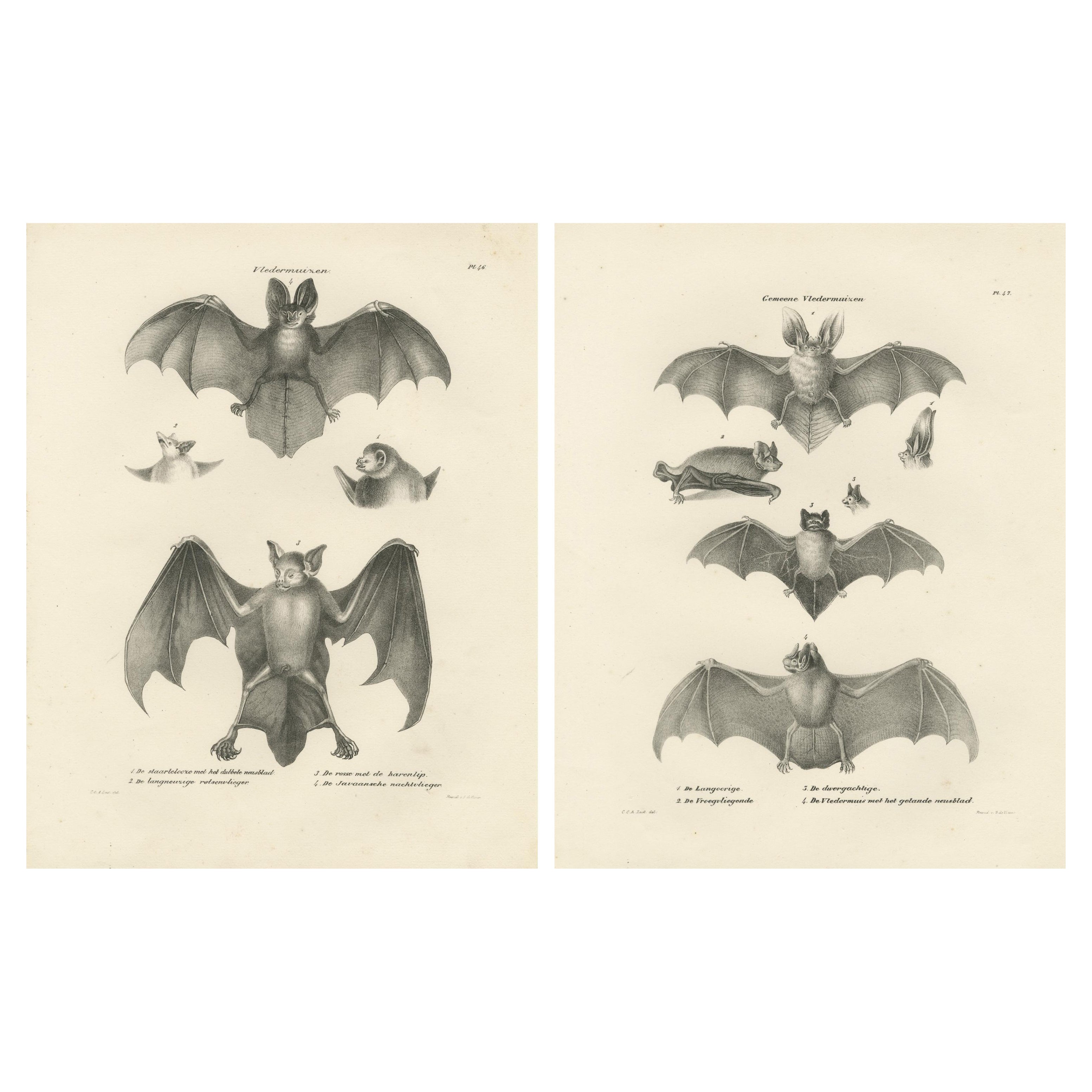 Anatomical Studies of Bats from 'The Mammals' Natural History Lithographs, 1836