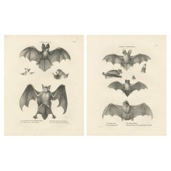 Estudios anatómicos de murciélagos de las litografías de historia natural "Los mamíferos", 1836