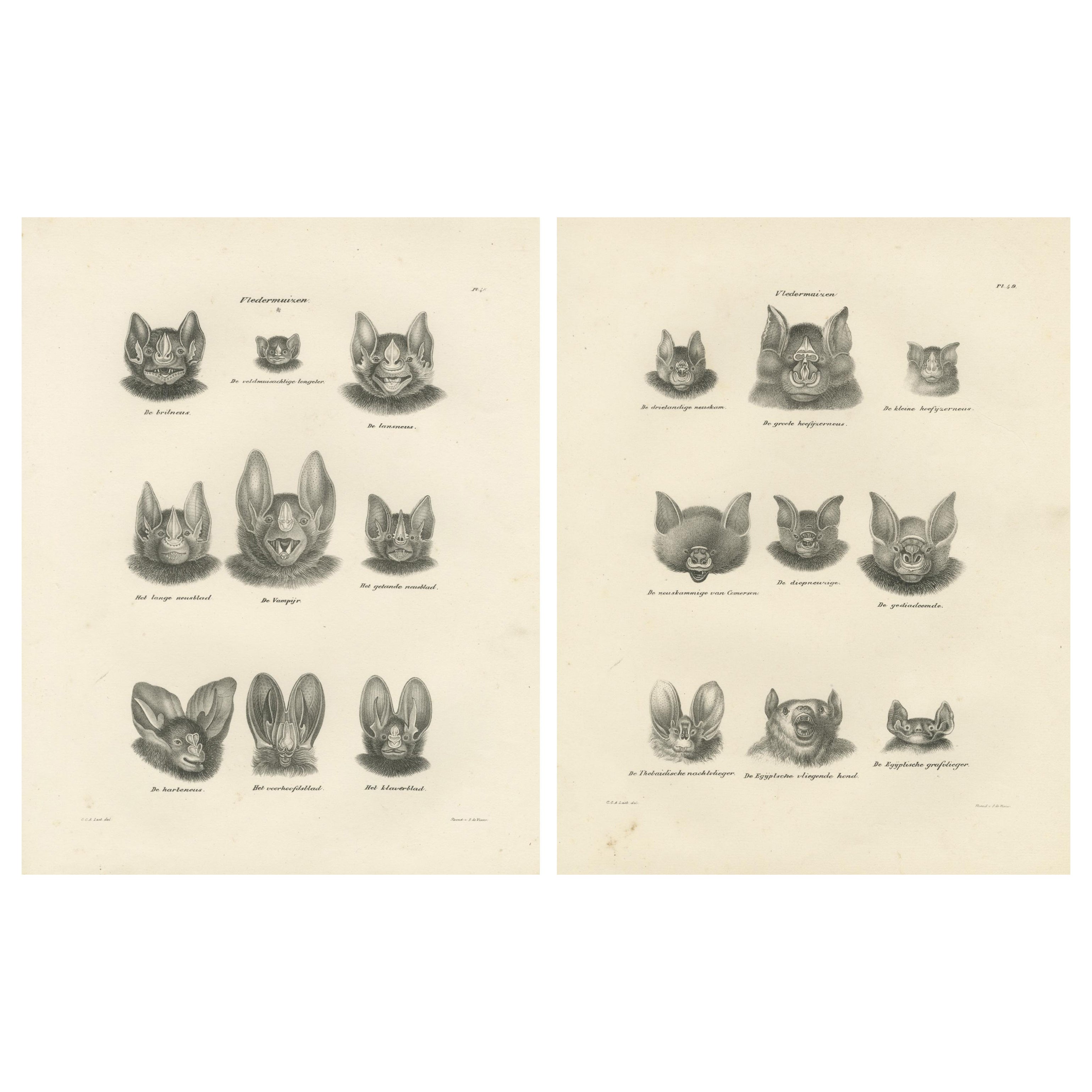 Estudios faciales de murciélagos de las litografías de historia natural "Los mamíferos", 1836