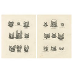 Facial Studies of Bats from 'The Mammals' Natural History Lithographs, 1836