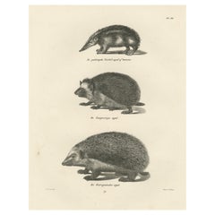 Antique Hedgehog Species from 'The Mammals' Natural History Lithographs, Published 1836