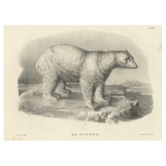 Antique The Polar Bear from 'The Mammals' Natural History Lithographs, Published in 1836