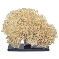 Extra Large Fan Shaped Piece of White Coral from a Private Collection