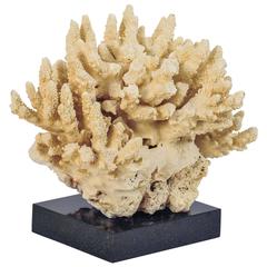 Mounted Medium Sized Piece of Coral