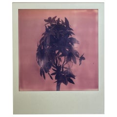 NOBUYOSHI ARAKI Sans titre Polaroïd signé au dos. Œuvre unique