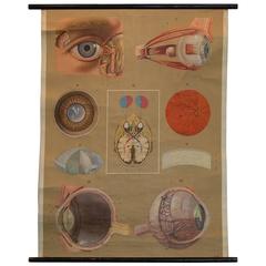 Original 1970s Poster Featuring Dissected Eye