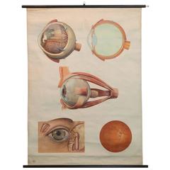 Original 1970s German Poster Featuring Dissected Eye