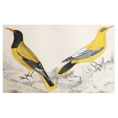 Impression ancienne d'origine d'oriole dorée, 1847, non encadrée