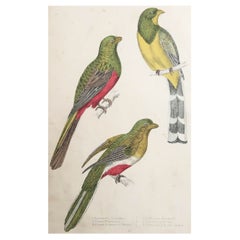 Impression originale et ancienne de Couroucoui, 1847, non encadrée
