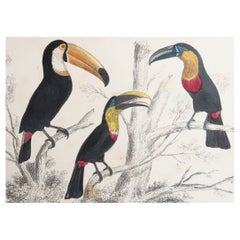 Impression d'origine ancienne de Toucans, 1847, non encadrée
