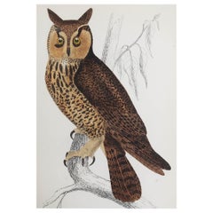 Original Antique Print of an Owl, 1847 'Unframed'