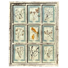 Set di 9 stampe floreali antiche - CIRCA 1913, Firenze, Italia Set 1