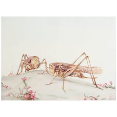 Impression originale d'un Bush-cricket à face blanche par E.J Detmold. C.1920