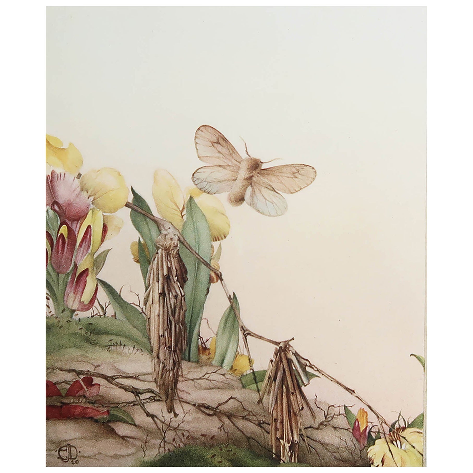 Original Vintage Print of a Psyche Butterfly By E.J Detmold. C.1920