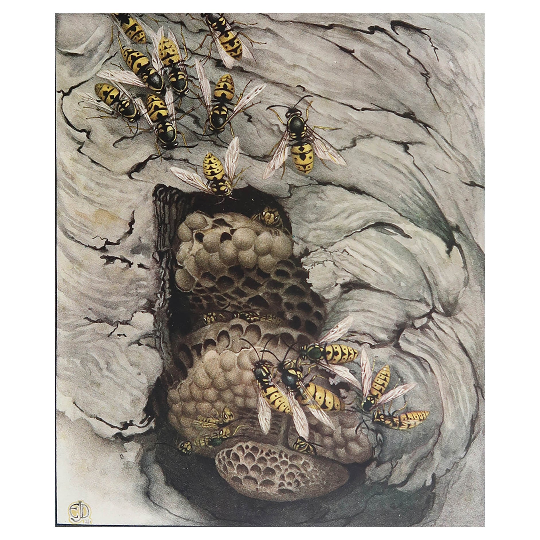 Original Vintage Print of Wasps By E.J Detmold. C.1920