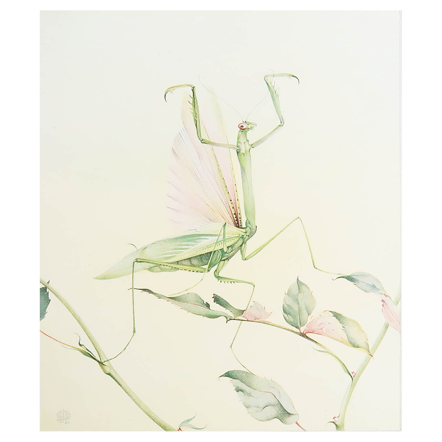 Original Vintage Print of A Praying Mantis By E.J Detmold. C.1920