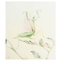 Impression originale d'une Mantis priant par E.J Detmold. C.1920
