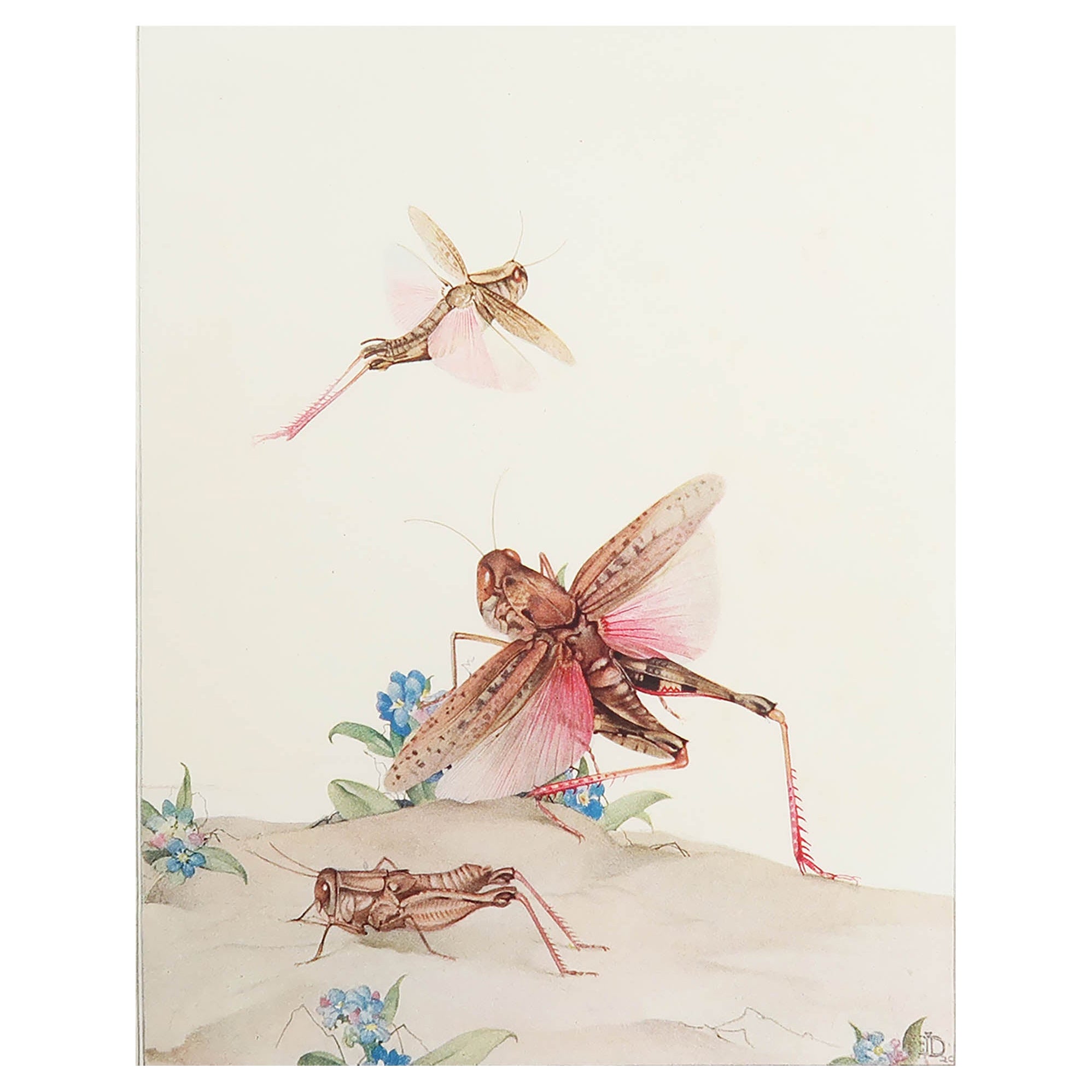 Impression originale d'un Locust italien par E.J Detmold. C.1920