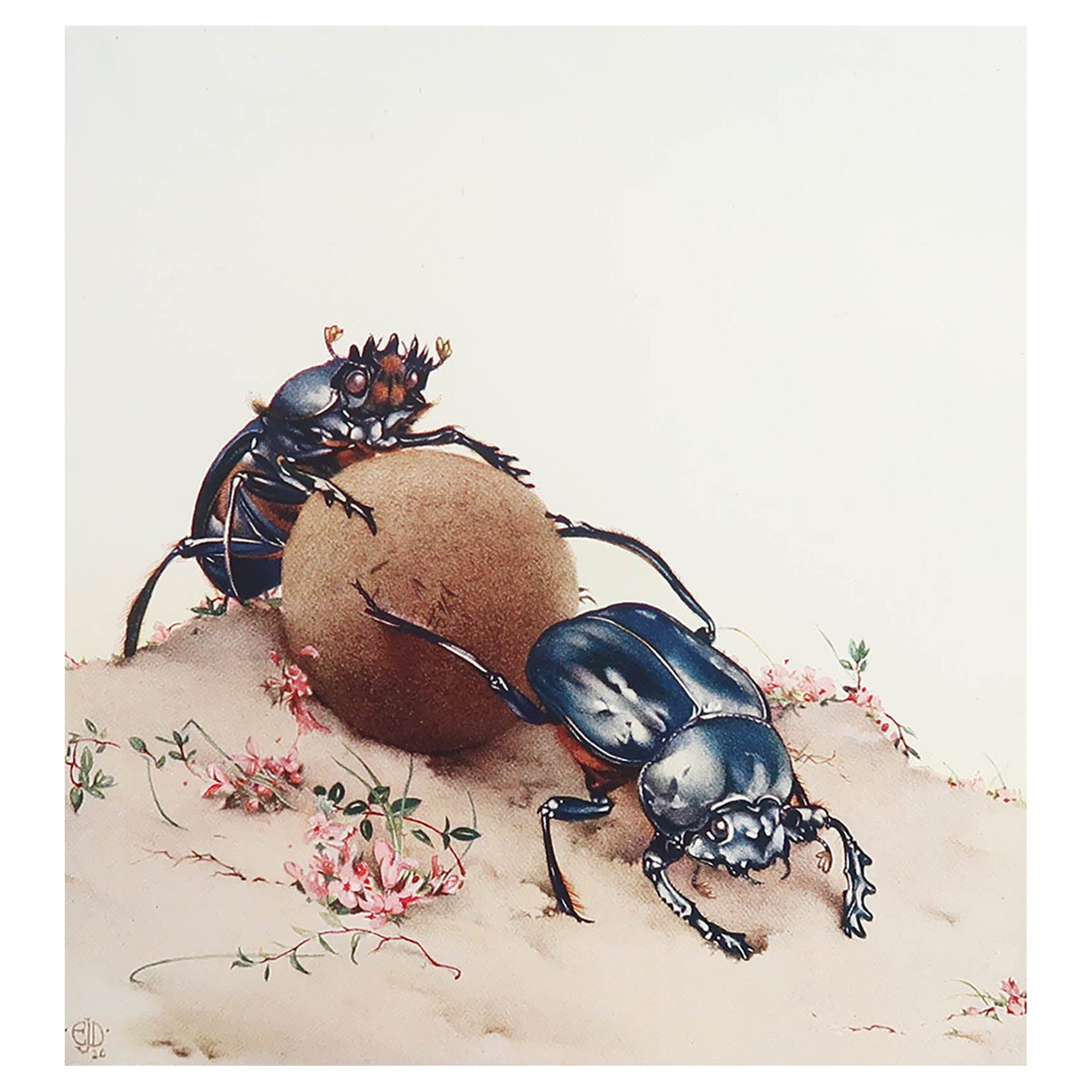 Original Vintage Print of Beetles By E.J Detmold. C.1920