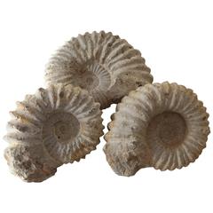 Group of Ammonites. Moroccan, 150 Million Years Old.