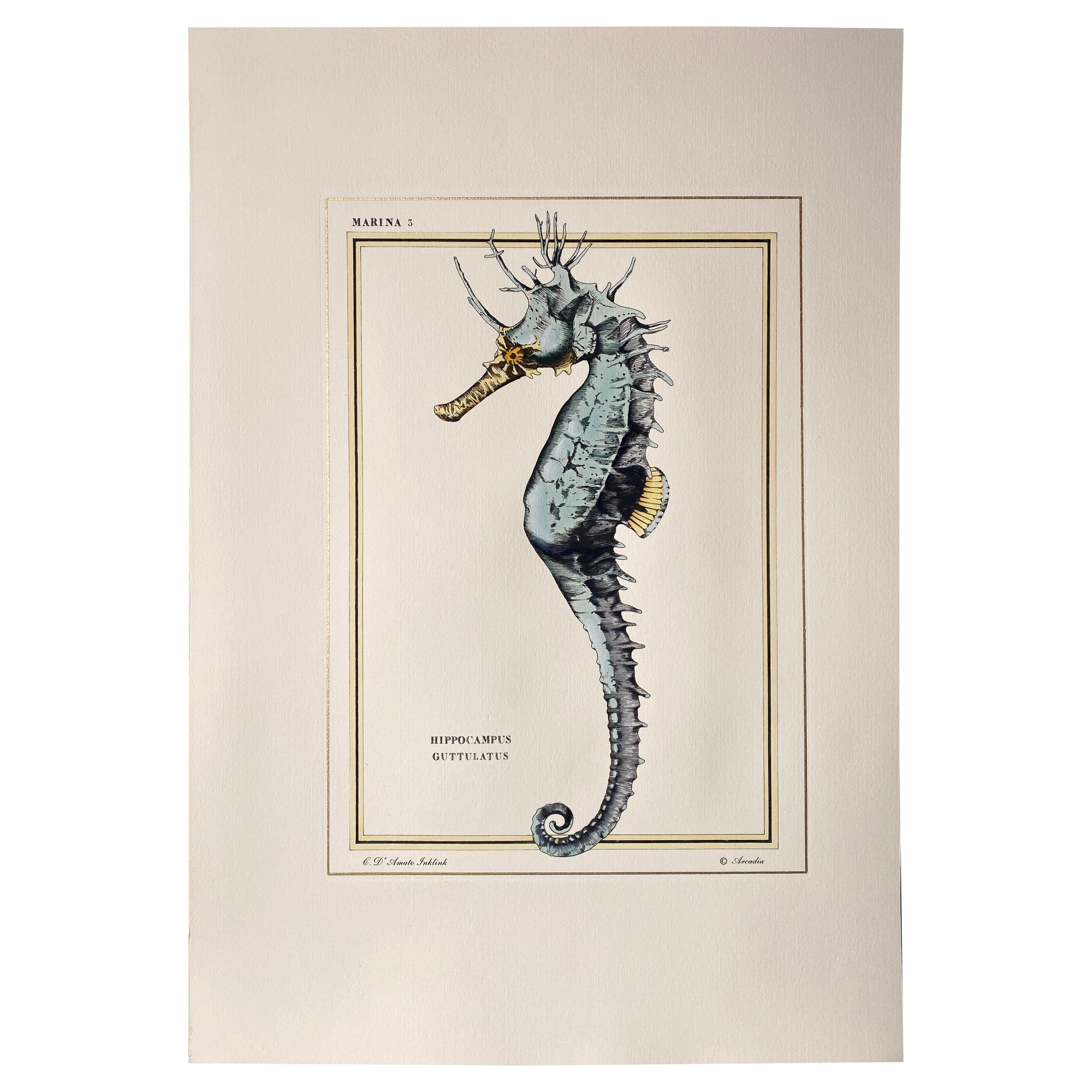 Grabado Italiano Contemporáneo Pintado a Mano Marina Oro "Hipp Guttulatus", 3 de 4