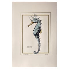 Italienische Contemporary Hand Painted Print Marina Gold "Hipp Guttulatus", 3 von 4