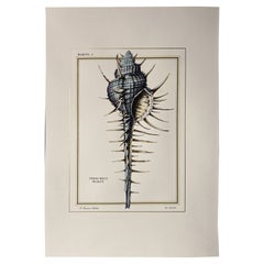 Italienische Contemporary Hand Painted Print Marina Gold "Troschel's Murex", 1 von 4