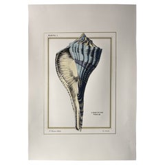 Italienische Contemporary Hand Painted Print Marina Gold "Beleuchtung Whelk", 2 von 4