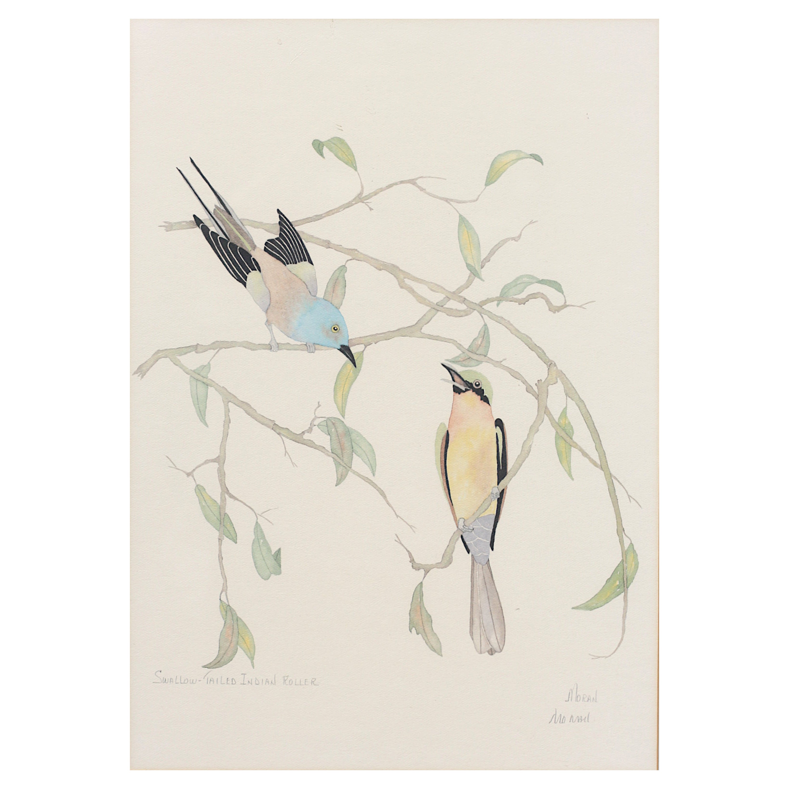 Moran, rouleau indien à queue d'hirondelle, aquarelle en vente