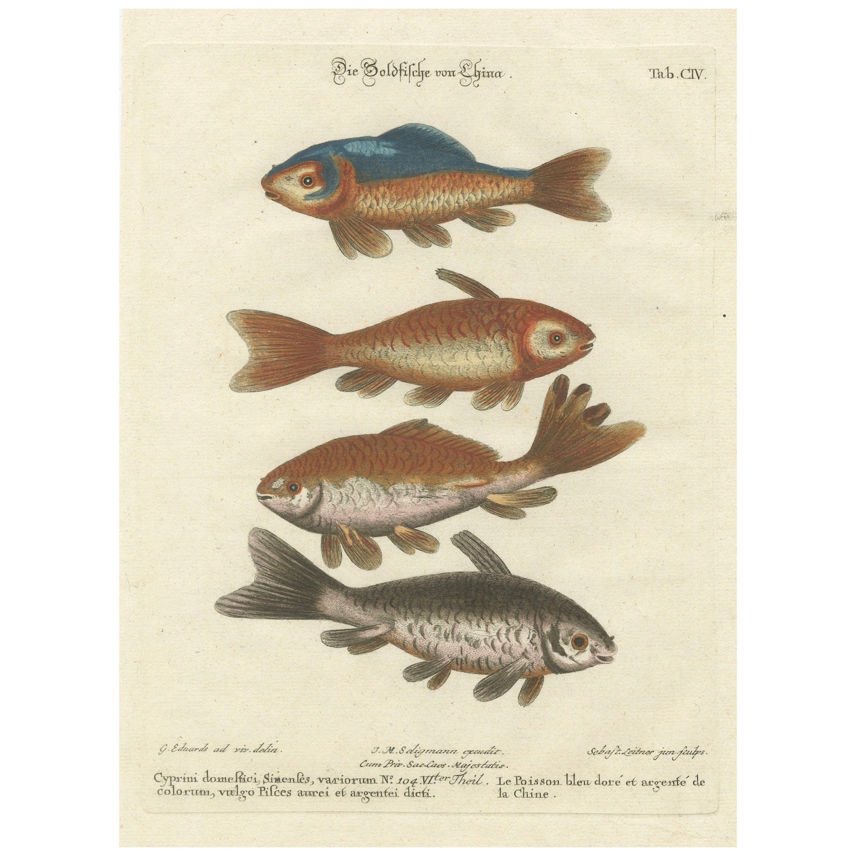 Exotische Goldfischfische Chinas: Ein handkolorierter Kupferstich aus dem 18. Jahrhundert, um 1773 im Angebot