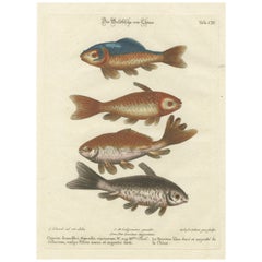 Exotic Goldfish of China: An 18th-Century Hand-Colored Copper Engraving, c.1773